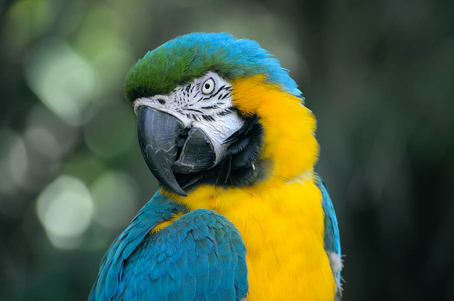 closeup, blue, yellow, parrot, bird, beak, feather, animal, fly, colorful