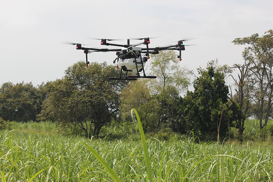 drone, fumigation, agriculture, spray, fine drop, cultivation, plant, tree, mode of transportation, nature