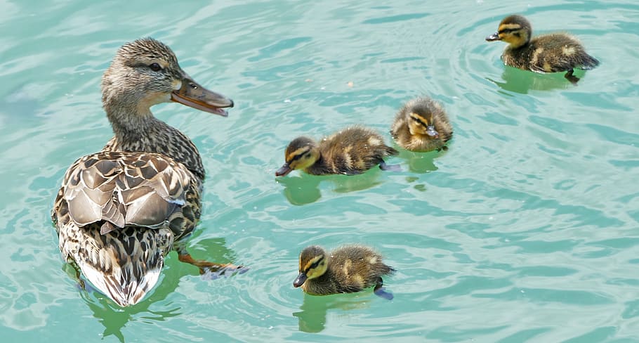water, ducks, mallard, mother, ducky, light, sun, fluffy, plumage, animal themes