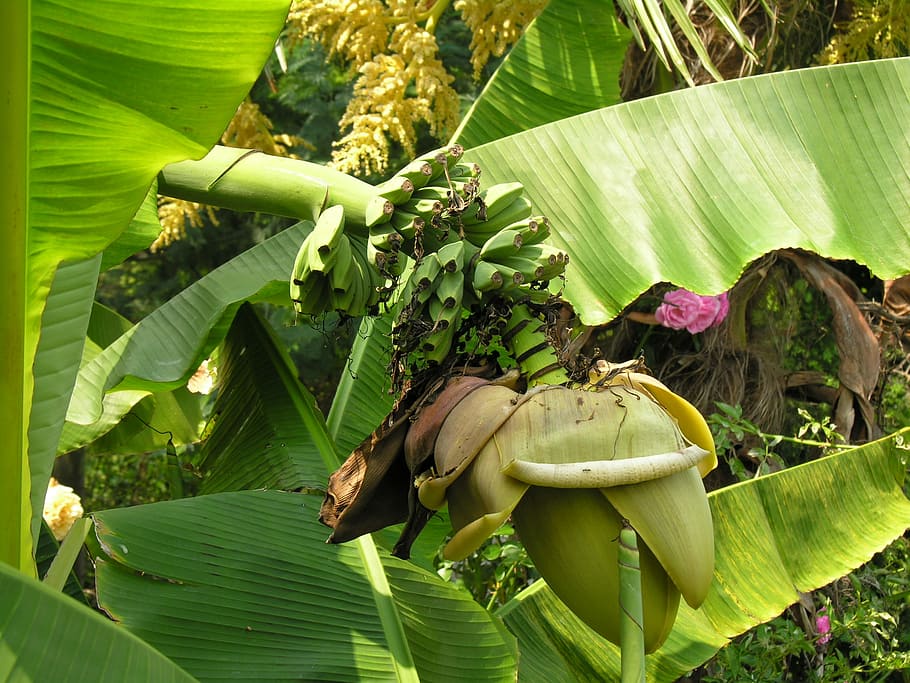 Arbusto de plátano, flor, floración, fruta, color verde, árbol de plátano, hoja de plátano, plátano, planta, Hoja