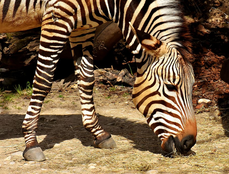 zebra, hewan liar, kebun binatang, makan, afrika, hewan, zebra crossing, alam, dunia binatang, mamalia
