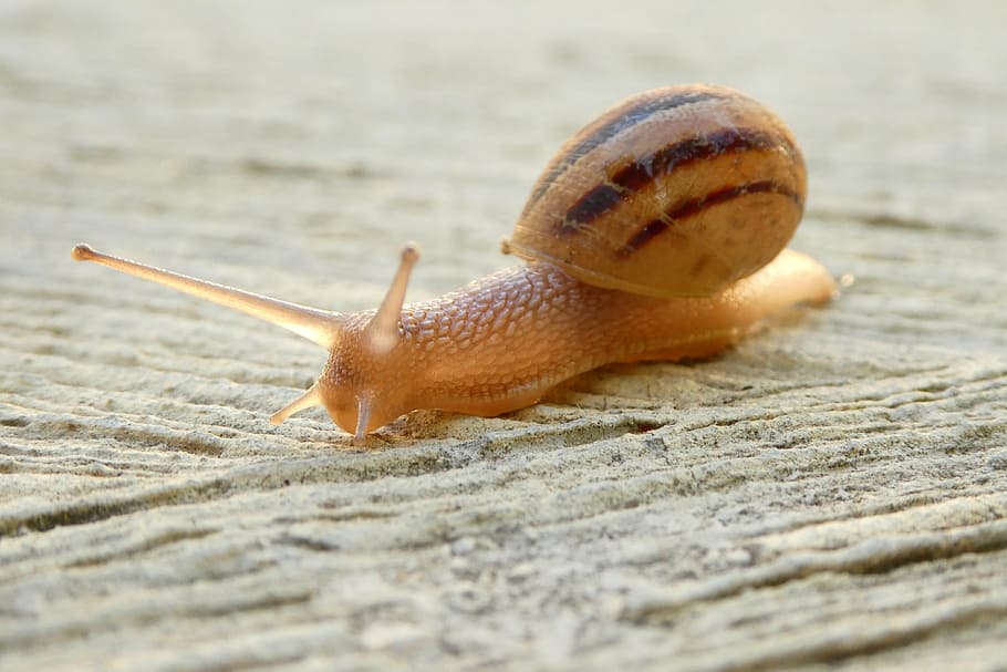 macro photography, snail, shell, close, animals, mollusk, slowly, one animal, macro, slimy