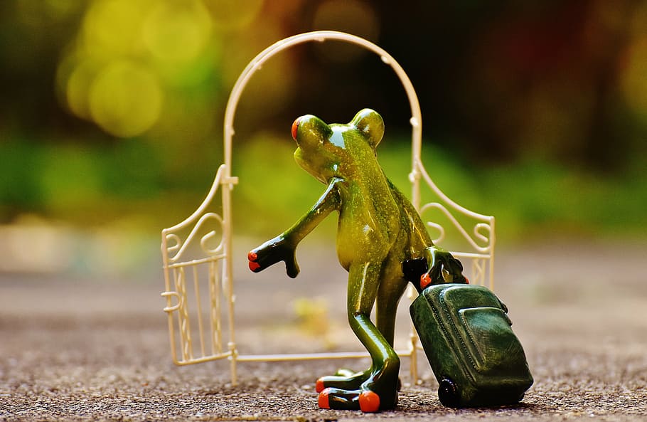 green, tree frog, holding, luggage bag, archway, garden door, frog, farewell, sad, go