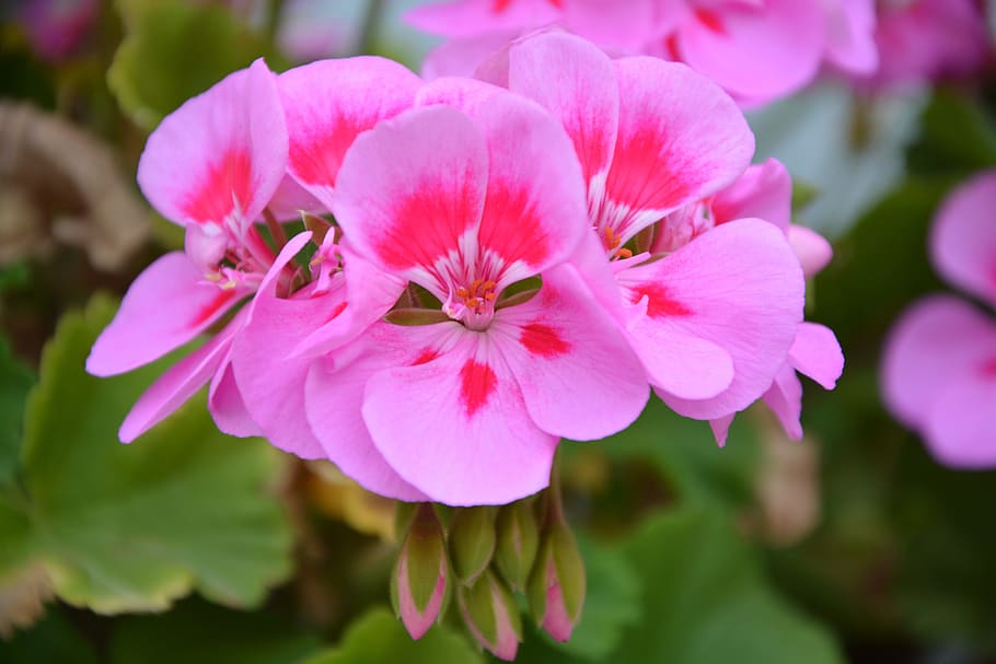 geranium, pink flowers, rose petals, rose geranium, balcony, summer flowers, jardiniere, flowering, petals, flora
