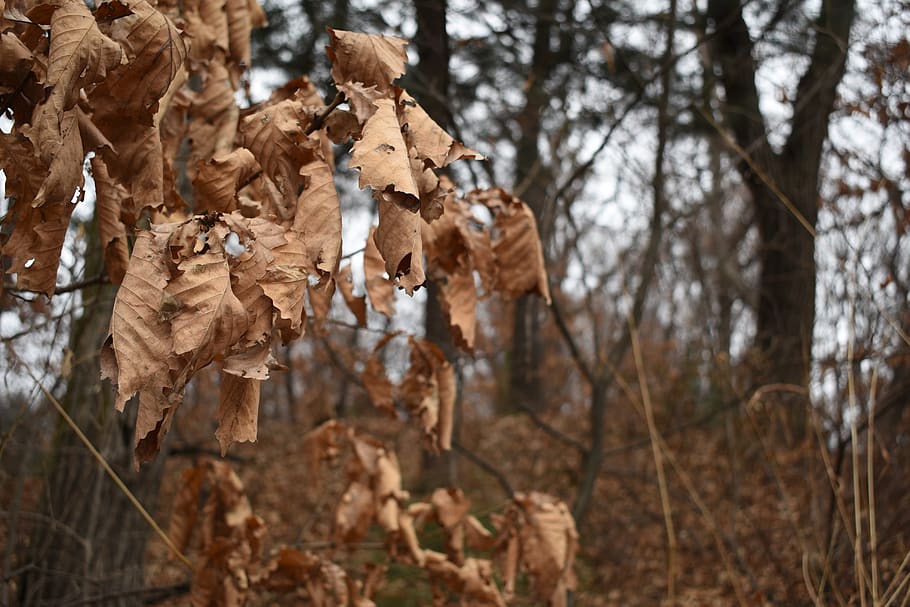 dry, the leaves, winter, acorn, wood, tree, dry leaves, deciduous, plant, leaf