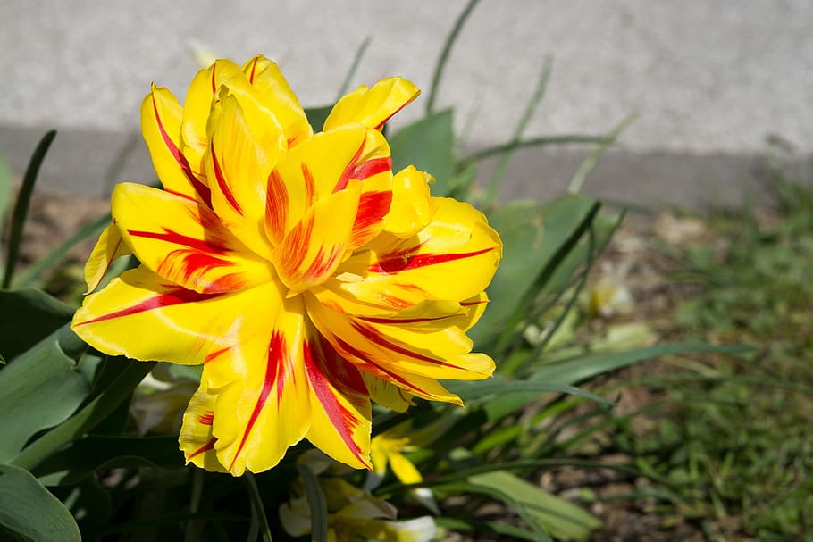Tulip, Tumor, yellow red, yellow, yellow tumor, blossom, bloom, full bloom, gorgeous, garden