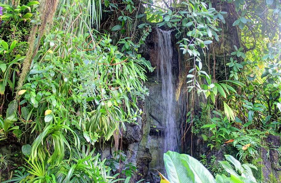 botanical garden, arboretum, plants, nature, green, water, stream, greenery, attraction, climatron
