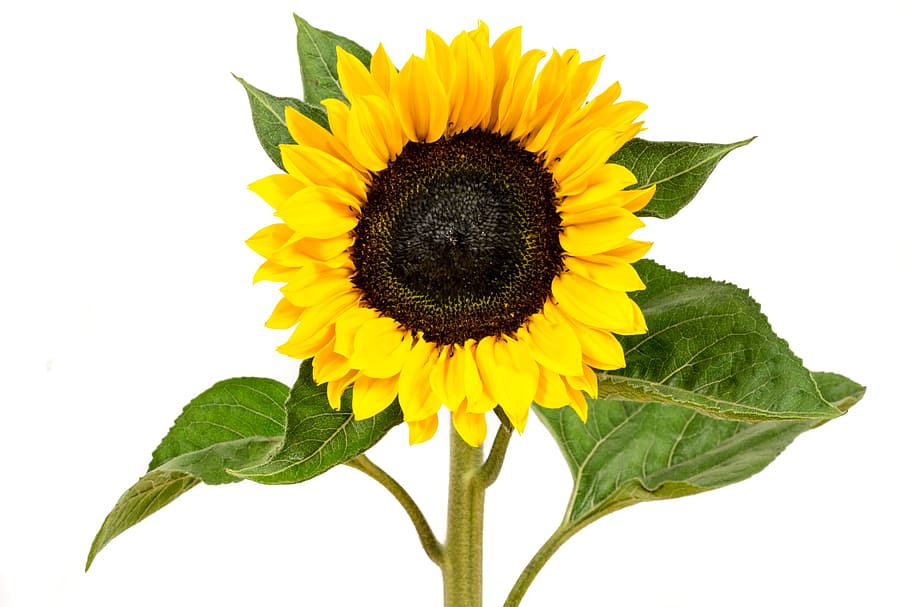 white, background, Sunflower, Yellow, Flower, Nature, yellow flower, bloom, macro, summer
