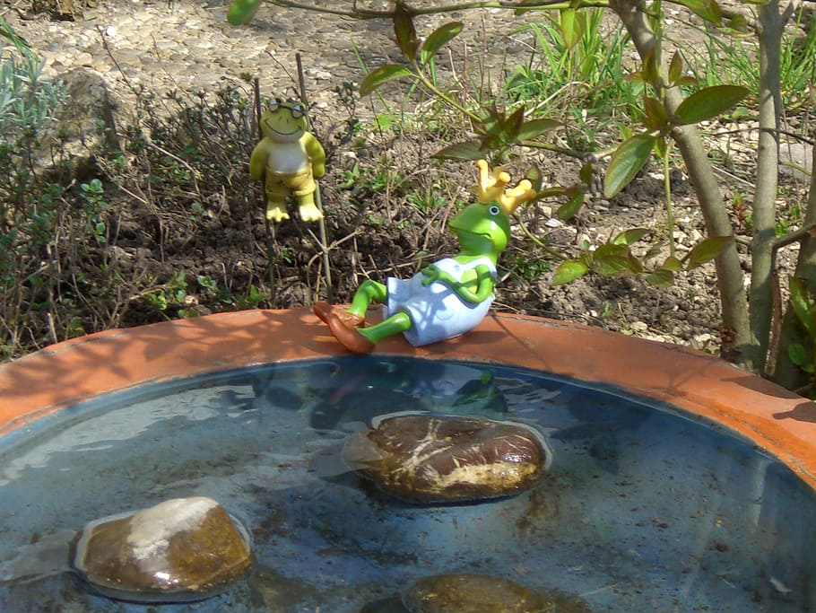 bird bath, water, pebbles, frog prince, toad, nature, plant, growth, day, tree