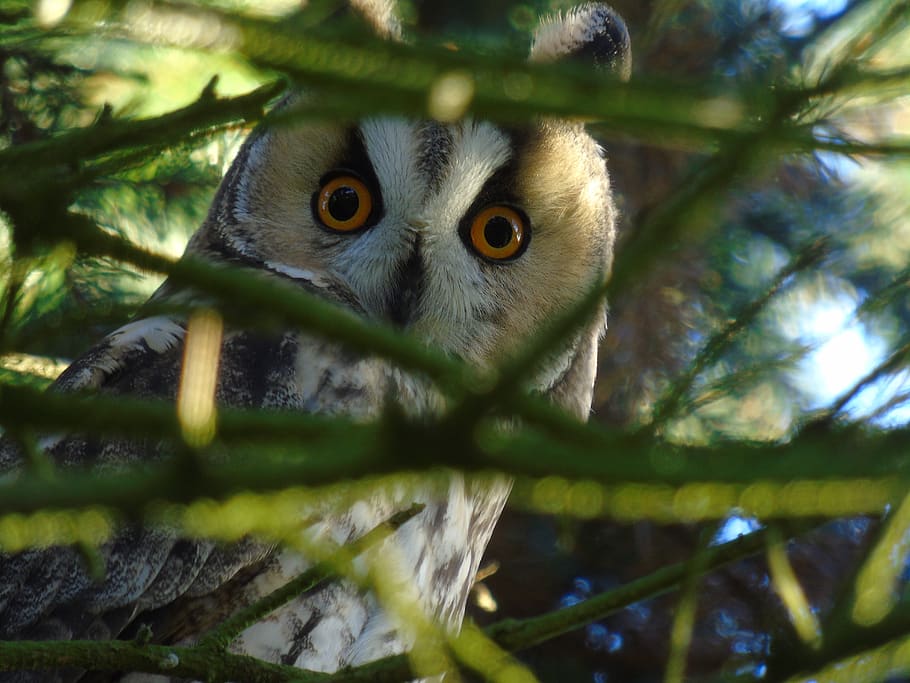 owl, long eared owl, forest, bird, night active, nature, watch, hidden, view, eyes
