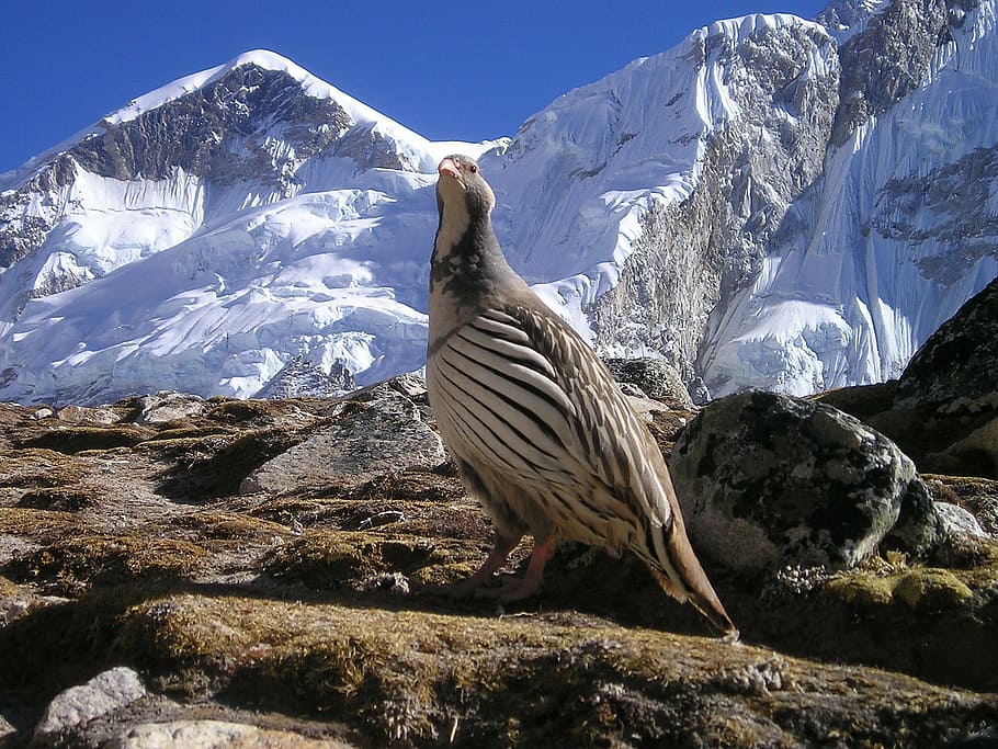 gray, white, partridge, front, snow-covered, mountain, daytime, nepal, himalayas, bird