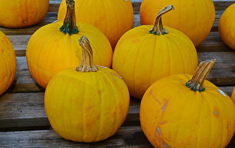 fill, frame photography, yellow, pumpkins, pumpkin, harvest time, sale, decoration, benefit from, pumpkin yard cordes