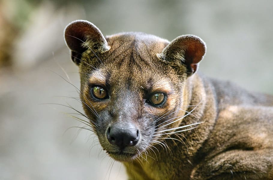 selective, focus photo, brown, cub, Fossa, Malagasy, Madagascar, Predator, carnivore, mammal