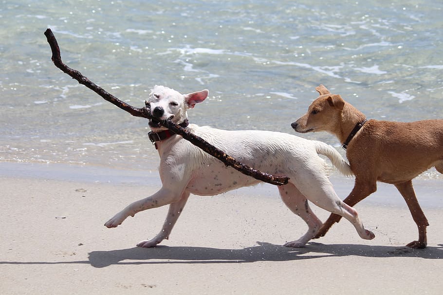 white, dog, fetching, twig, seashore, dogs, batons, play, retrieve, movement
