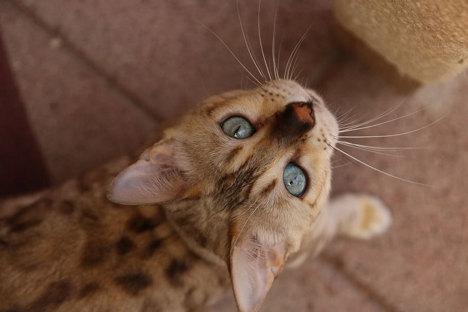 bengal, blu eyes, bengal cat, pet, cat, kitty, kitten, feline, cute, domestic