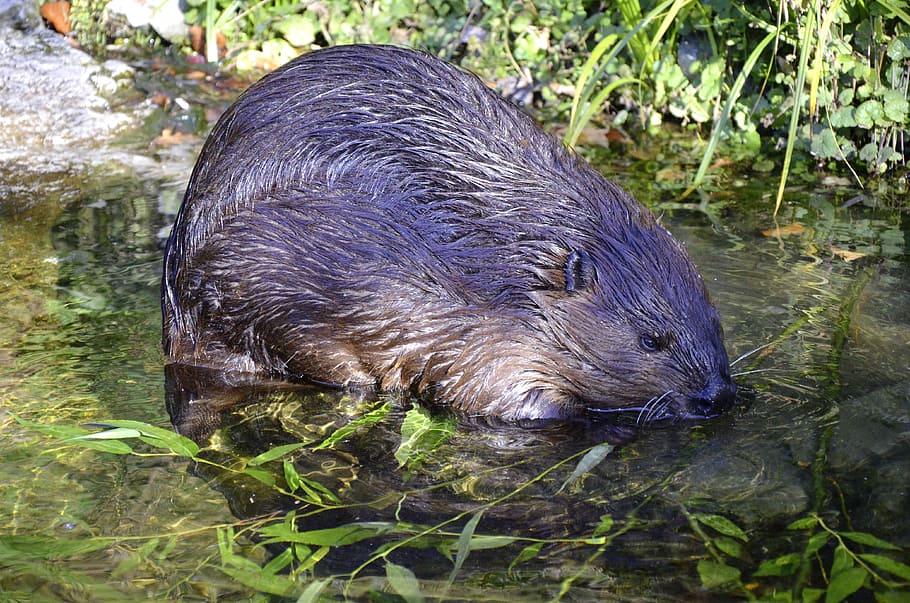 beaver, body, water, aquatic animal, protected, rodent, tooth, european beaver, beaver castle, one animal