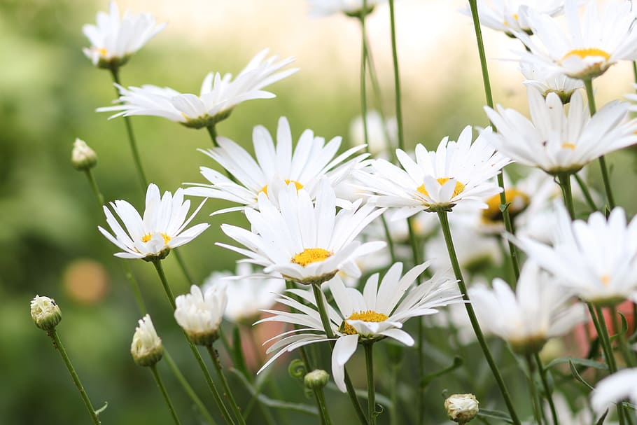 white, daisies, daytime, flowers, chamomile, flower, bloom, wild, focus, field