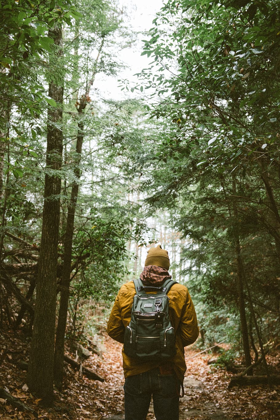 backpack, people, hiking, walking, man, beanie, path, road, trees, plant