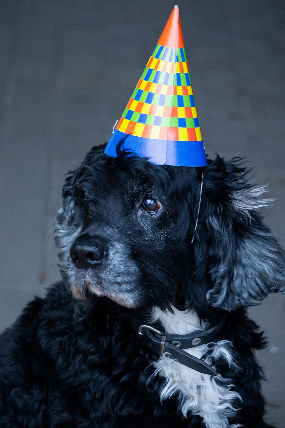 cão, ano novo, bonito, animal de estimação, festa, 2020, inverno, cachorro, chapéu, engraçado