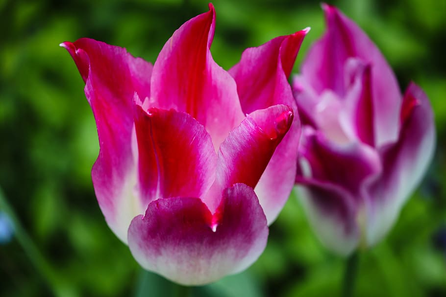 tulip, tulipa, pink, violet, white, petals, flowers, spring, schnittblume, flora