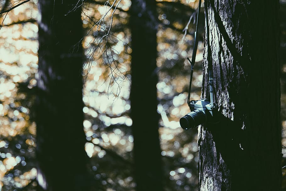 tree, plant, wood, nature, camera, lens, photography, bokeh, forest, land