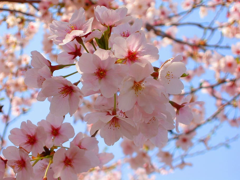 cherry, cherry blossoms, spring, pink, flowers, natural, plant, japan, sakura, japan flower