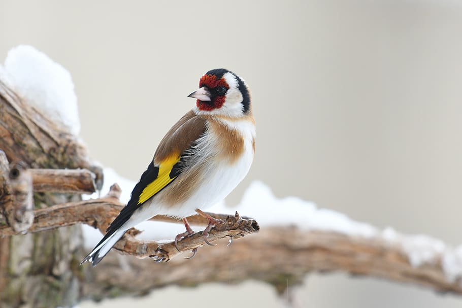 goldfinch, bird, nature, beak, wings, garden, yellow, feathers, plumage, animal