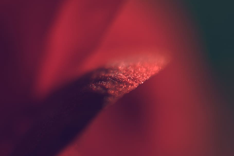 red flower, bloom, petals, macro, red, close-up, abstract, night, nature, light - natural phenomenon
