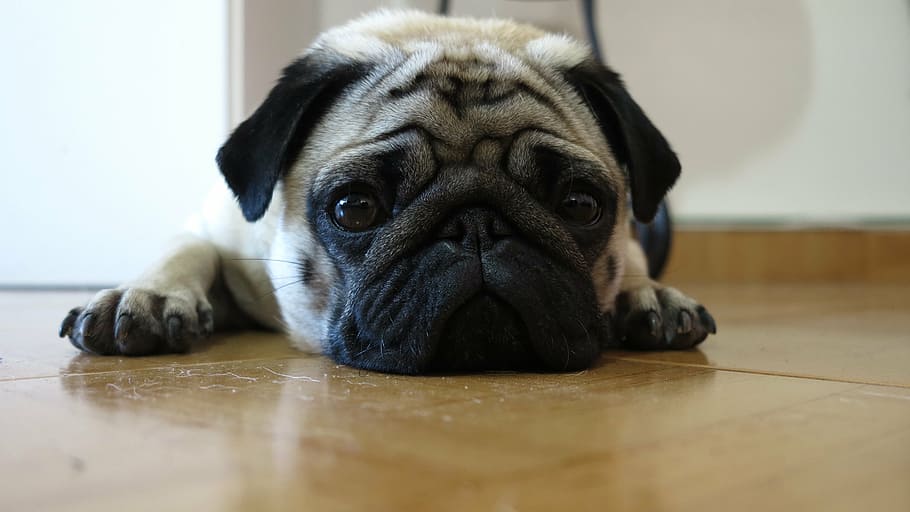 pug, laying, floor, dog, cute, purebred, portrait, pup, face, adorable