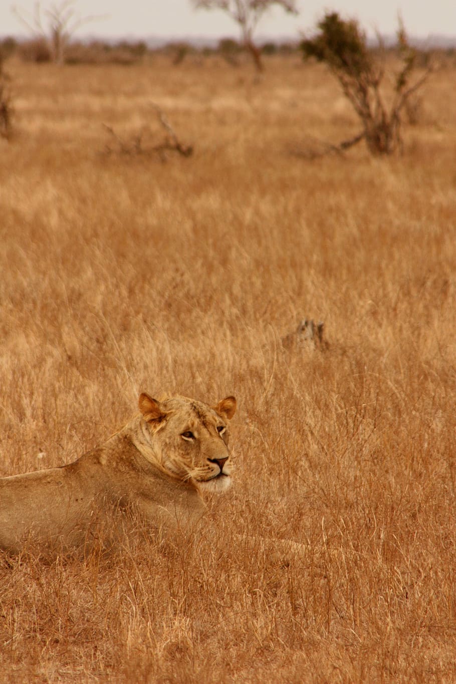 león, animal, familia, salvaje, mamífero, safari, África, viaje, Kenia, aventura