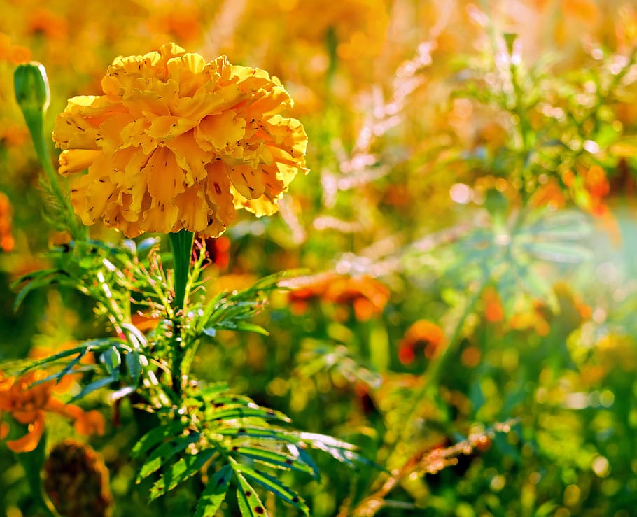노랑, 꽃잎 꽃 매크로 photograhpy, 금잔화, 꽃, 국화과, 식물, 주황색, 선명한, 화려한, 저녁 태양