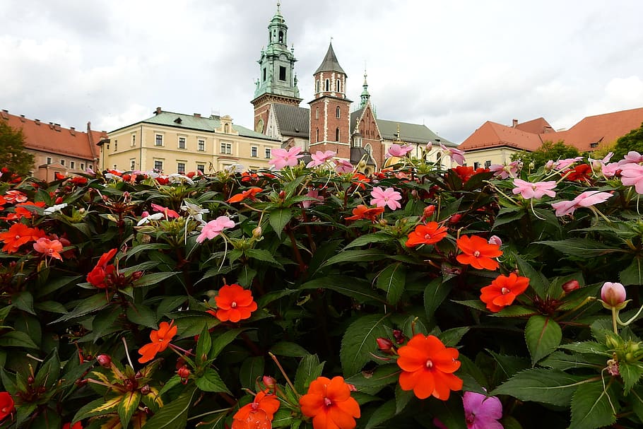 Cracovia, Wawel, monumento, arquitectura, flores, Flor, planta floreciente, exterior del edificio, planta, estructura construida