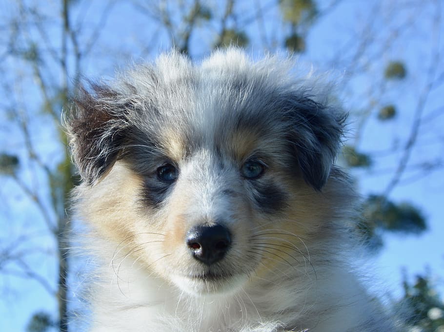 perro, cachorro, retrato de perro, perro pastor de Shetland hembra, ojos azules, mamífero, canino, animal, lindo, perro la pelusa de la isla de la generosidad