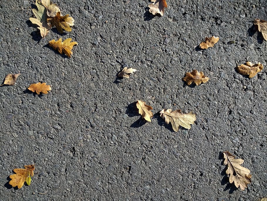 Autumn, Leaves, Road, Background, autumn, leaves, grey, germany, cold, asphalt, nature