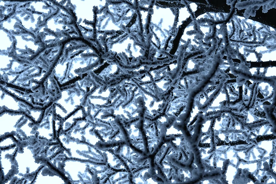 winter, rime, frost, branches, frosty, structure, background, cold, nature, white