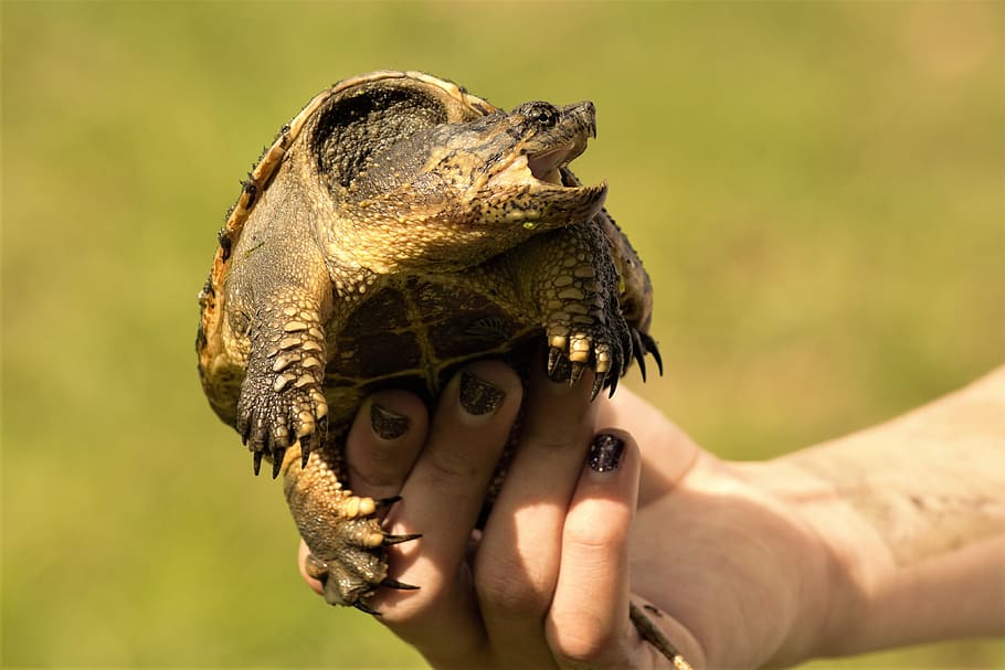 snapping turtle, girl, holding, young, open mouth, angry, snapper, turtle, sharp claws, dangerous
