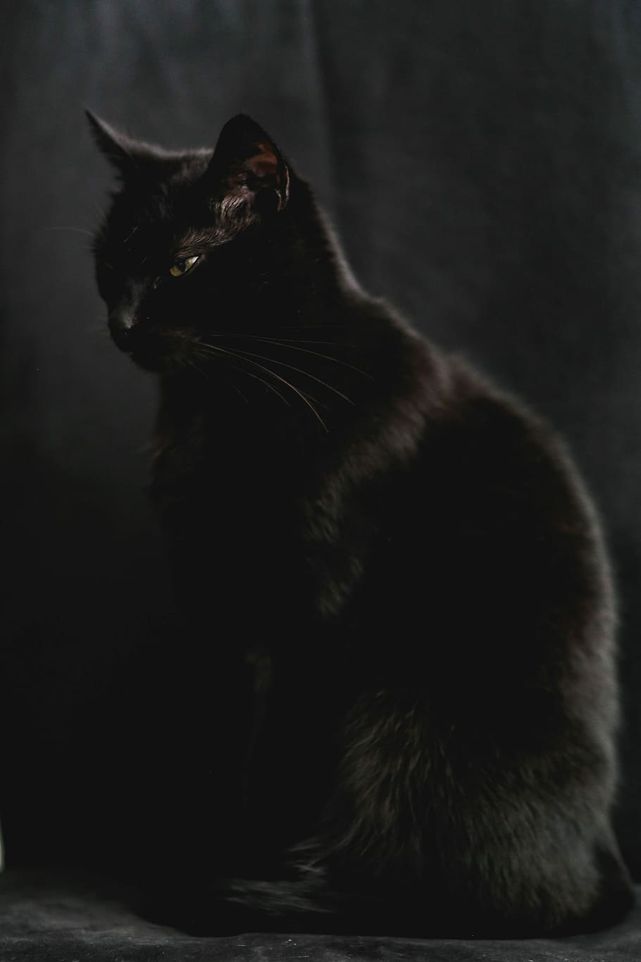negro, Retrato, gato negro, mascota, animal, doméstico Gato, mascotas, mamíferos, felino, piel