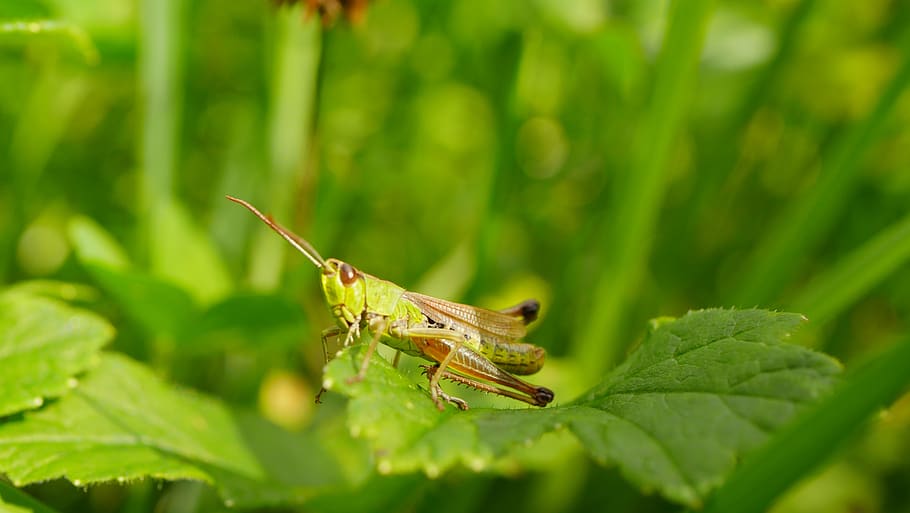 grasshopper, insect, close up, nature, animal, green, macro, summer, meadow, grass