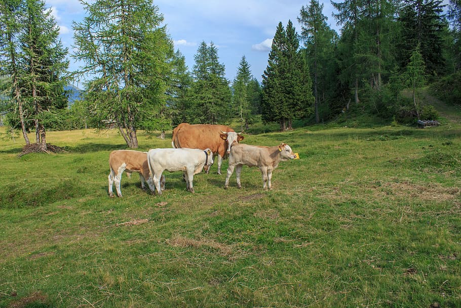 Gado, Vacas, Alm, Vaca, Animal, Pasto, vaca leiteira, agricultura, pecuária, manchado