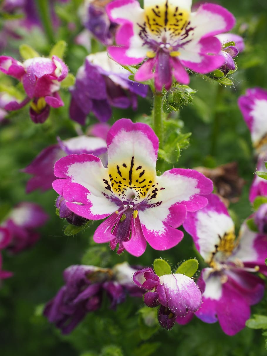 Flores, branco, bauernorchidee, rosa, amarelo, preto, flor ornamental, planta ornamental, híbrido-slot-flower, schizanthus wisetonensis