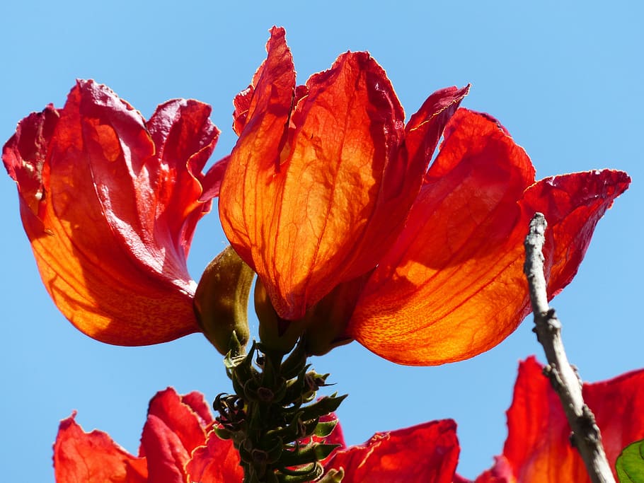 Flor, tulipa, vermelho, brilhante, tulpenbaum africano, spathodea campanulata, plantas bignoniaceae, bignoniaceae, em forma de sino, panícula