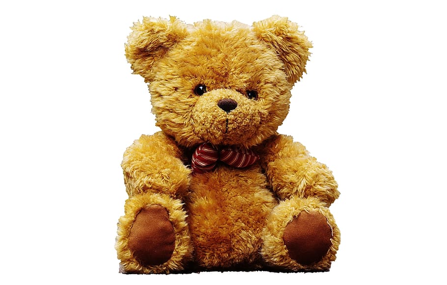 brown, bear, plush, toy, teddy bear, teddy, cute, soft, animal, white