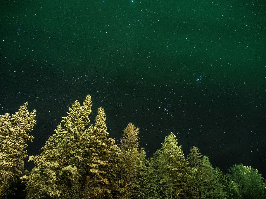 worms eye view, pine trees, starry night, worms, eye, view, forest, nature, tree, pine Tree