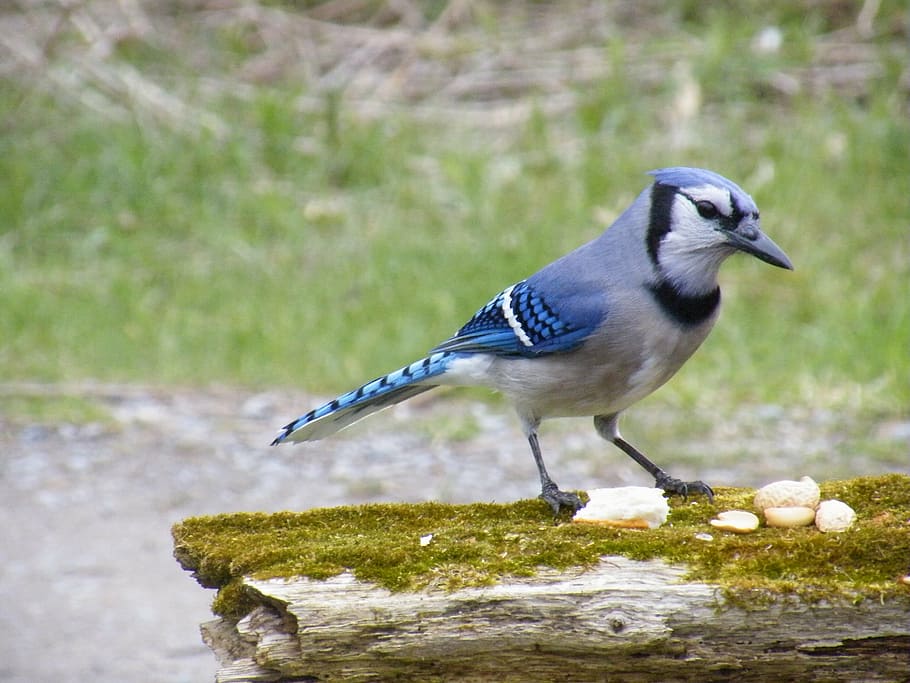 selective, focus photography, blue, jay, bird, wings, wing, wildlife, close-up, outside