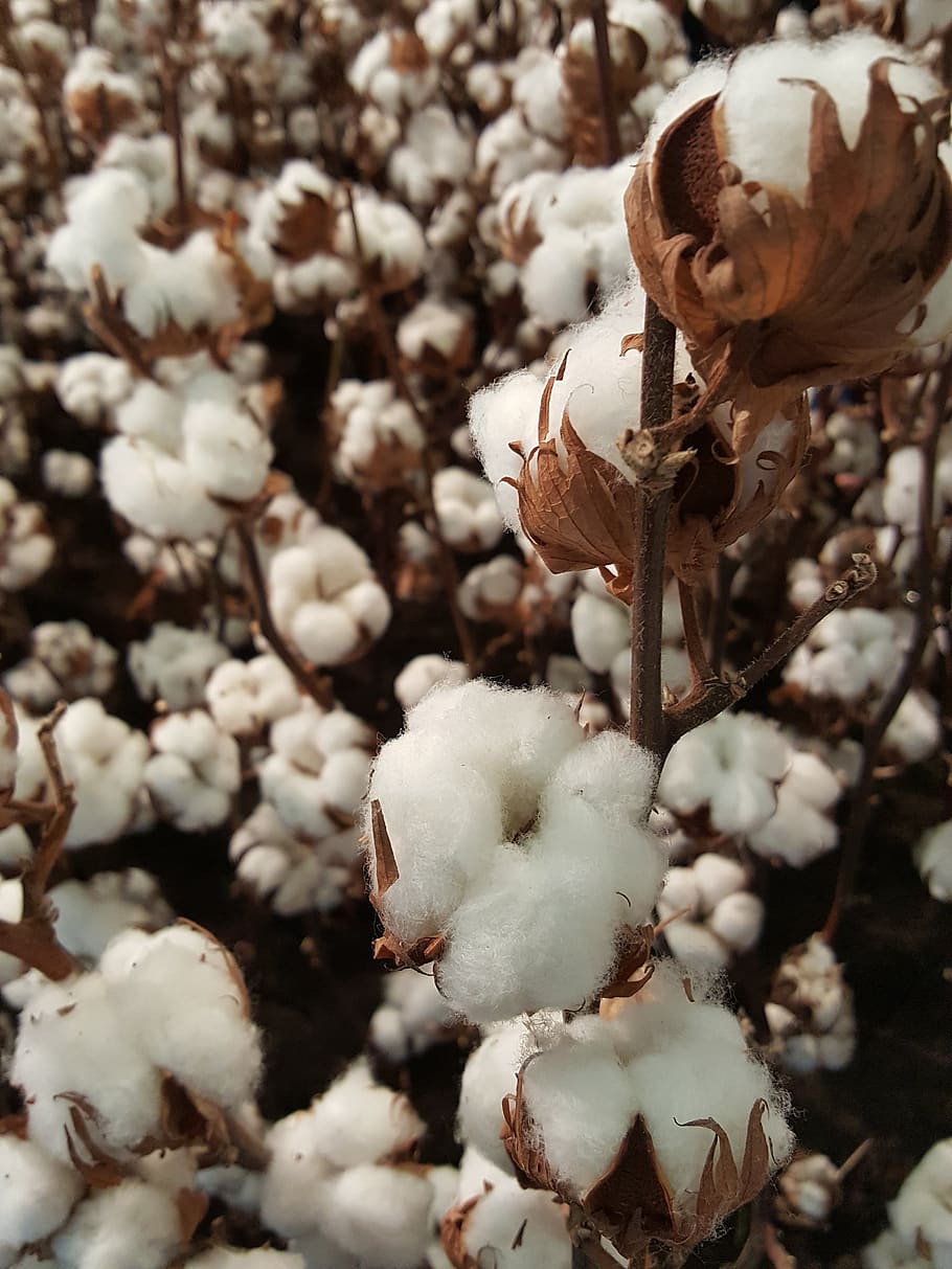 lã, algodão, flor, florescer, plantar, colheita, fechar-se, macio, planta de algodão, planta