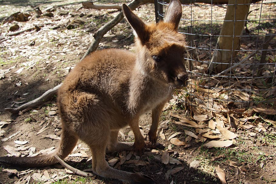 kangaroo, wallaby, animal, marsupial, herbivore, australian park, bennett wallaby, marsupials, australia, emblem