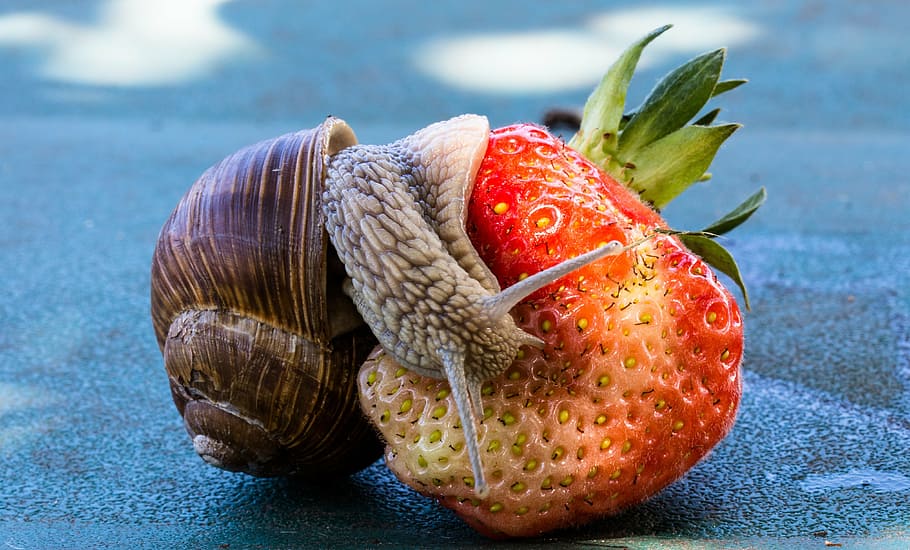 brown, snail, strawberry, eat, shell, food, fruit, nature, crawl, mucus