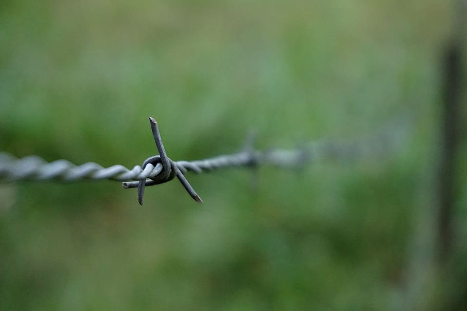 barbwire, fence, wire, border, security, barb, sharp, boundary, barbed wire, safety
