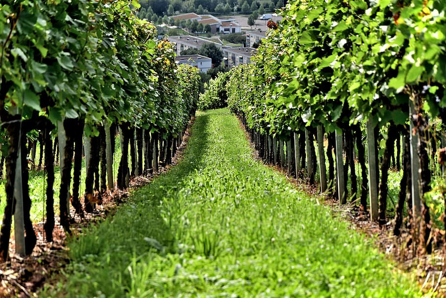 verde, hojeado, árboles, rodeado, campo de hierba, vid, vino, viñedo, uvas, bebida