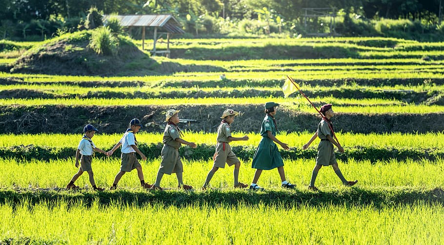 seis, niños exploradores, caminando, campo de arroz, niño, explorador, exploración, asia, mismo, tailandia